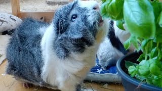 Tips for Saving Money with Guinea Pigs [upl. by Akcire]