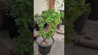 Jade plant repotting jadeplant jade repotting [upl. by Eecyac175]