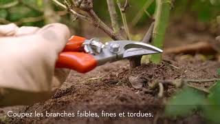 Comment tailler des rosiers   Conseils de jardinage STIHL [upl. by Asoral]