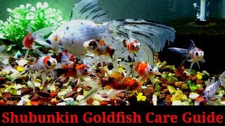 Shubunkin Goldfish Care Guide [upl. by Wallack681]