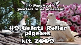 Galati Roller pigeons kit 2009 [upl. by Sarat]