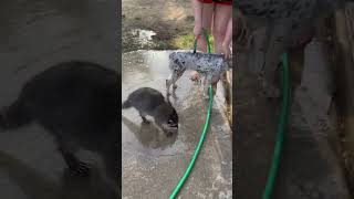 Raccoon helps wash dog in California [upl. by Annal982]