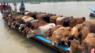 cow unloading cow videos cow video big cow goru hamba cow Ep  319 [upl. by Sivra]