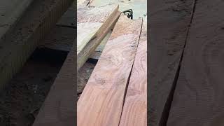 Quarter sawn West Indian mahogany 🌲 woodmizer sawmill🪚🪵 [upl. by Telracs]