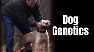 Simple truth of genetics amp breeding quality dogs Interview with Joe from NWA [upl. by Shina]