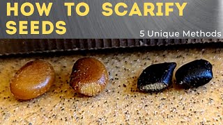 5 Ways to Scarify Seeds  Seed Scarification 101 [upl. by Bala]