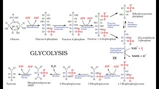 Structural Outline of the Glycolytic pathway Glycolysis [upl. by Ennail169]