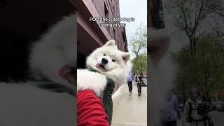 That tongue tho dogshorts samoyed puppy dogs puppies funnyvideos [upl. by Ebba66]