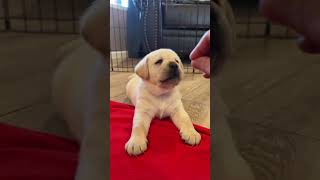 Show the claw who’s boss 🐾🥰 labrador pets puppy doglover lifewithlabradors [upl. by Ehc]