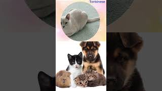 Tonkinese Cats  Everything You Need to Know About This Breed [upl. by Rednasxela]