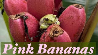 Tasting Musa Velutina Banana Pink Banana [upl. by Jehovah]