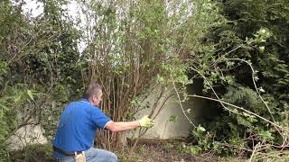 Pruning a philadelphus [upl. by Laehcim540]