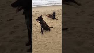 malinois 1000subscriber 1million doglover monde puppy partage [upl. by Waters265]