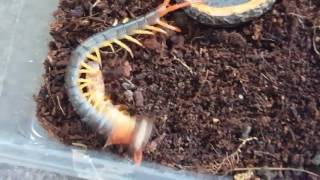 Centipede feeding  epic wrestle scolopendra dehaani [upl. by Enisamoht]