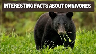 Interesting Facts about Omnivores  Omnivorous animals  Learn about Omnivores [upl. by Ariella]