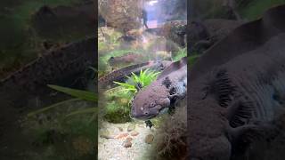 Axolotl im Haus des Meeres 🤩 hausdesmeeres axolotl [upl. by Olsewski484]