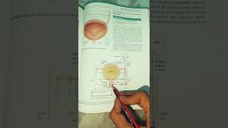 Micturition  Urinary system  Easy  BSC NURSING 1st semester  bscnursing ruhs [upl. by Alfredo]