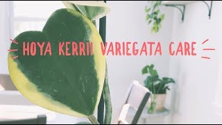 hoya kerrii variegata care  houseplant  easy care [upl. by Bentlee]