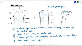 A2 Biology  Tropisms OCR A Chapter 164 [upl. by Jon686]