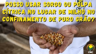 Posso usar Sorgo ou Polpa Cítrica no lugar de Milho no Confinamento de Puro Grão [upl. by Eceerahs616]