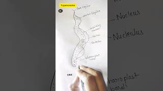 How to draw trypanosoma trypanosoma gambiense shorts viral science diagramdrawing dailylearn [upl. by Lillian713]