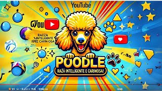 Poodle Descubra a Raça Mais Inteligente e Amorosa para Sua Família 🐩❤️ [upl. by Naiviv]