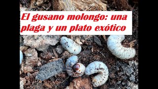 EL GUSANO MOLONGO Rhynchosporus UNA PLAGA Y UN PLATO EXOTICO [upl. by Annez414]