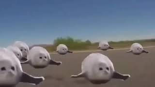 BOUNCING SEALS FAST TO SLOW [upl. by Nyrmak]