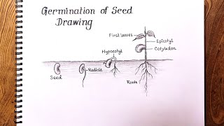 How to draw Germination of seedGermination of Seed Drawing [upl. by Aivirt96]