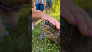 Have you ever pet a Snapping Turtle😳 shorts snappingturtle pets iliketurtles [upl. by Aubreir]