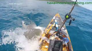 Shark attacks kayak off Hawaii shore [upl. by Helbonia]