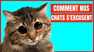 Comment les chats sexcusentils auprès de leurs humains   Incroyablement Top [upl. by Katherine401]