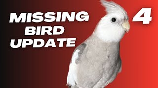 Missing Cockatiel Bird Update 4 [upl. by Felton]