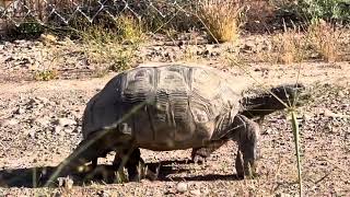 Desert Tortoise on Golden Currant Solar site on 42124 [upl. by Sheng]