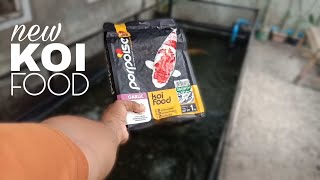 KOI FOOD PELLETS  What Pellets I Feed My Koi [upl. by Enirod]