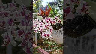 Phalaenopsis orchid gardening orchidsgarden orchidgarden plants garden [upl. by Elwira731]