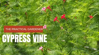 Cypress Vine  Life cycle from seed to flower in 15 months The Practical Gardener [upl. by Conlon]