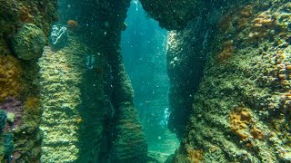 One of My Favourite Dive Sites in the Hauraki Gulf [upl. by Snashall901]