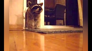 Ozzy Man Reviews Raccoons [upl. by Patrizia]