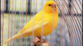 Yellow Canary singing video  Serinus canaria  Canary Training Song 25 minYour canary will sing [upl. by Amathiste705]