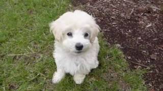 The Cutest 8 weeks old Maltipoo Leash Training in 4 days  Toy Poodle amp Maltese Puppy [upl. by Akemaj]