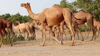 10k camels go to forest jungle [upl. by Vail385]