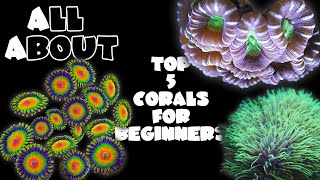 Top 5 Corals For Beginners [upl. by Nadirehs]