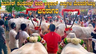 Varthur Santhosh Hallikar Bulls HUGE Procession at Sapalamma Cattle Fair 2023 [upl. by Tremain502]