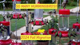 MANY HUMMINGBIRDS  2024 Fall Migration 2X speed [upl. by Joachima27]