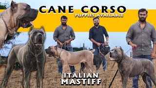 Cane Corso Mastiff Dog Breed  Puppies Available  Italian Mastiff  Rare and Exotic [upl. by Haman959]