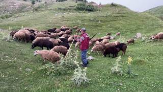 Dağlardaki Yalnız Çoban Ademin Mutlu Çobanlık Hayatı I Blgesel [upl. by Eeral891]