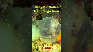 Baby Cuttlefish Hatchlings Exploration [upl. by Berny]