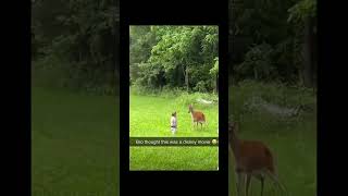 This Is NOT Bambi Lil Bro 😭💀 funny memes bambi trending viralshort disney [upl. by Tneciv]