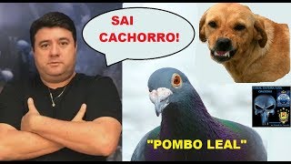 ADROALDO LEAL em quotO POMBO LEALquot  SAI CACHORRO POWER RANGERS amp MUTLEY PEGUE O POMBO [upl. by Monjo844]